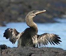 Image of a flightless cormorant