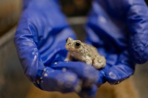 a spadefoot toad sits in a human's gloved hand