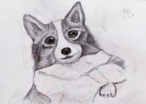 “My Pandemic Pup” by Yang Yang and Yunzhi Qian - pencil drawing of a corgi puppy