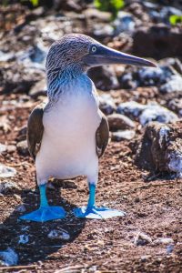photo of a blue-footed booby in the wild