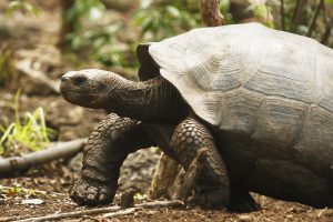 Galapagos tortoise in nature